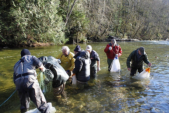 2014 Broodstock netting_Port Coquitlam District & Hunting-5