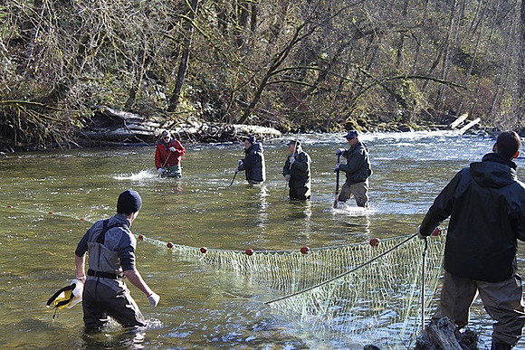 2014 Broodstock netting_Port Coquitlam District & Hunting-6