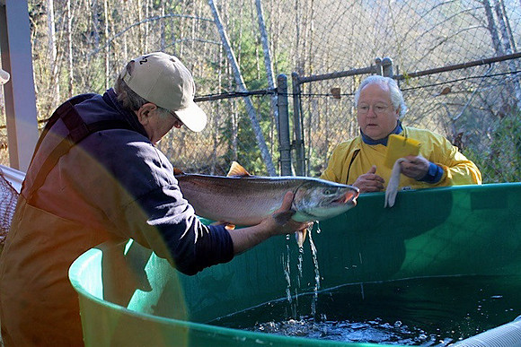 2014 Broodstock netting_Port Coquitlam District & Hunting-7