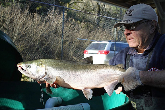 2014 Broodstock netting_Port Coquitlam District & Hunting-8