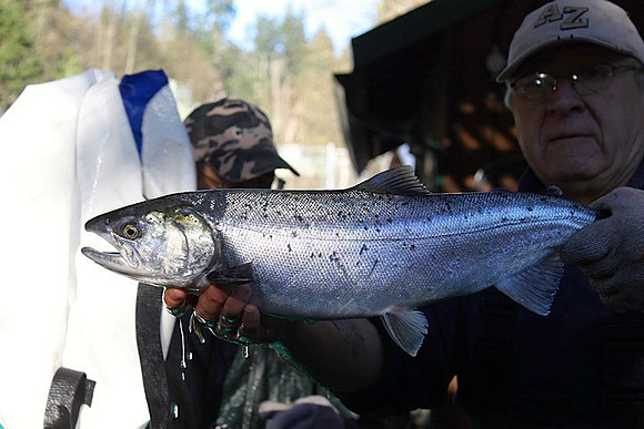 2014 Broodstock netting_Port Coquitlam District & Hunting-9