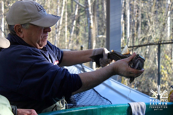 2014 Broodstock netting_Port Coquitlam District & Hunting-12 - LOGO