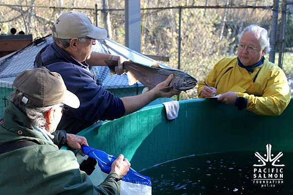 2014 Broodstock netting_Port Coquitlam District & Hunting-13 - LOGO