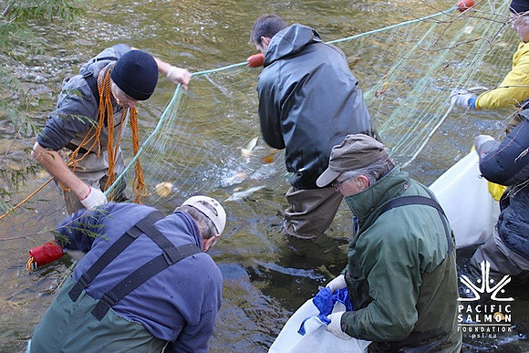 2014 Broodstock netting_Port Coquitlam District & Hunting-19 - LOGO