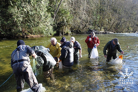 2014 Broodstock netting_Port Coquitlam District & Hunting-5 - LOGO