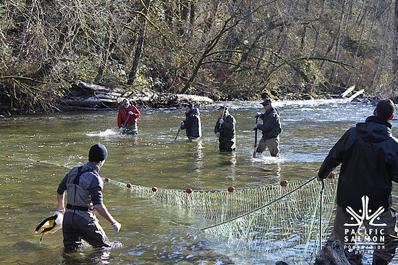 2014 Broodstock netting_Port Coquitlam District & Hunting-6 - LOGO