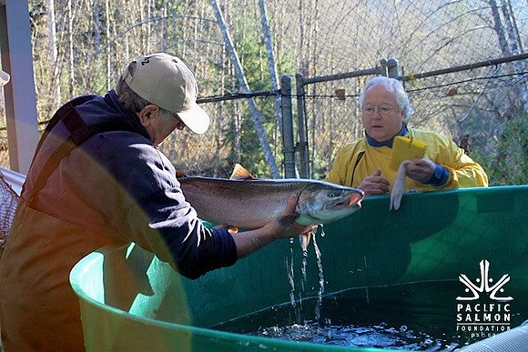 2014 Broodstock netting_Port Coquitlam District & Hunting-7 - LOGO