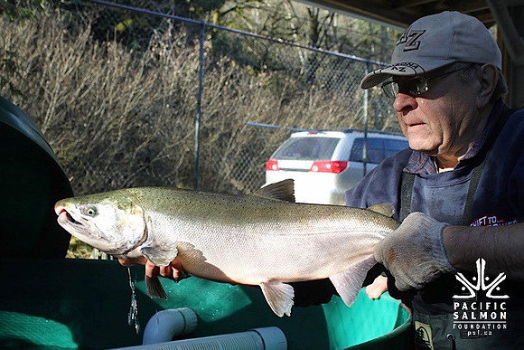 2014 Broodstock netting_Port Coquitlam District & Hunting-8 - LOGO