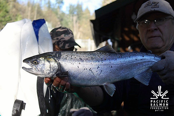 2014 Broodstock netting_Port Coquitlam District & Hunting-9 - LOGO