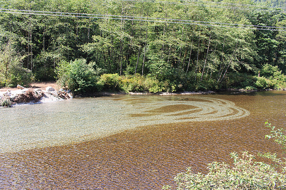 2014 Indian River Watershed Restoration-19