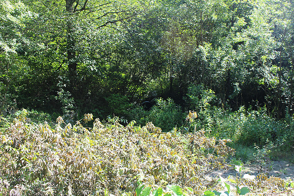 2014 Indian River Watershed Restoration-68