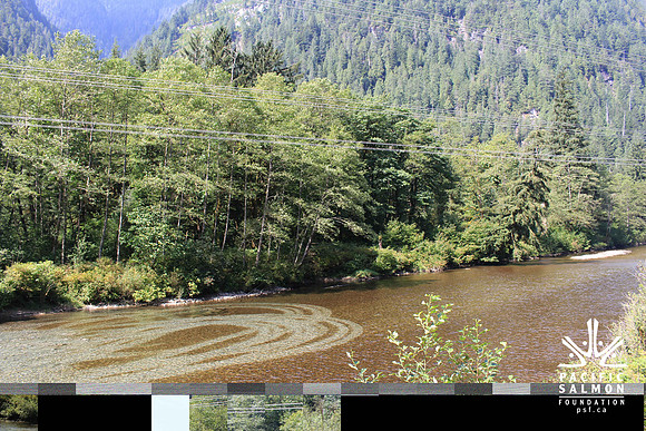 2014 Indian River Watershed Restoration-26 - LOGO