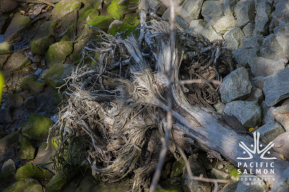 Spirit Trail - MP Andrew Saxton - Sombilon Photography--7