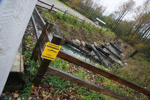 TRESTLE PLANTING - BROWNLANDS WETLAND RESTORATION PROJECT - Sombilon Photography-168