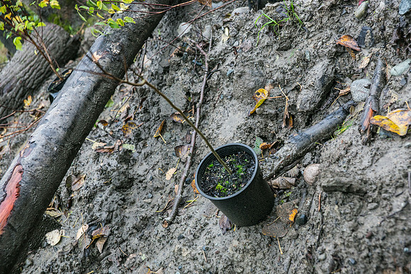 TRESTLE PLANTING - BROWNLANDS WETLAND RESTORATION PROJECT - Sombilon Photography-109