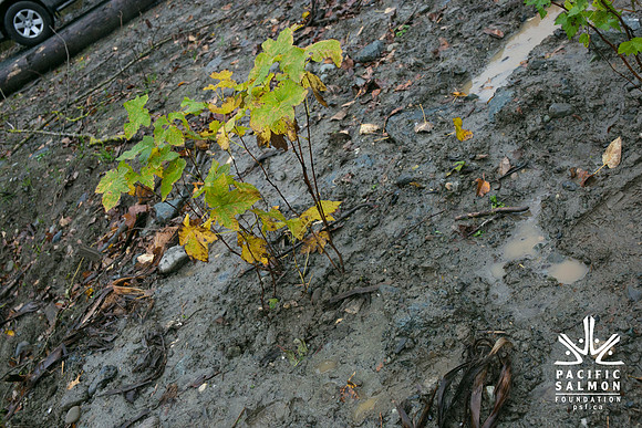 TRESTLE PLANTING - BROWNLANDS WETLAND RESTORATION PROJECT - Sombilon Photography-151