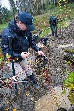 TRESTLE PLANTING - BROWNLANDS WETLAND RESTORATION PROJECT - Sombilon Photography-207