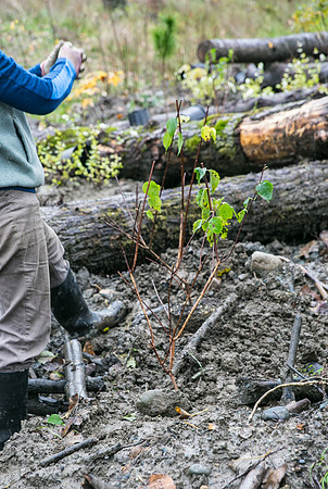 TRESTLE PLANTING - BROWNLANDS WETLAND RESTORATION PROJECT - Sombilon Photography-111