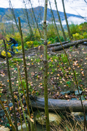 TRESTLE PLANTING - BROWNLANDS WETLAND RESTORATION PROJECT - Sombilon Photography-136