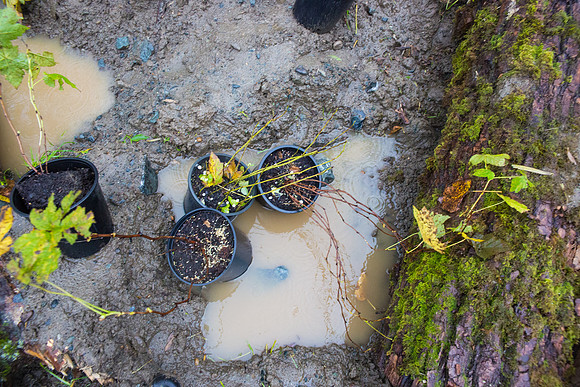 TRESTLE PLANTING - BROWNLANDS WETLAND RESTORATION PROJECT - Sombilon Photography-195