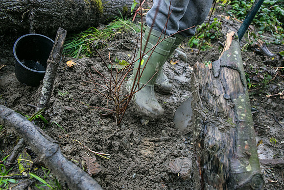 TRESTLE PLANTING - BROWNLANDS WETLAND RESTORATION PROJECT - Sombilon Photography-120