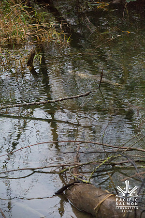 TRESTLE PLANTING - BROWNLANDS WETLAND RESTORATION PROJECT - Sombilon Photography-47