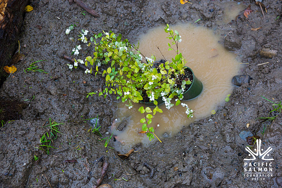 TRESTLE PLANTING - BROWNLANDS WETLAND RESTORATION PROJECT - Sombilon Photography-198