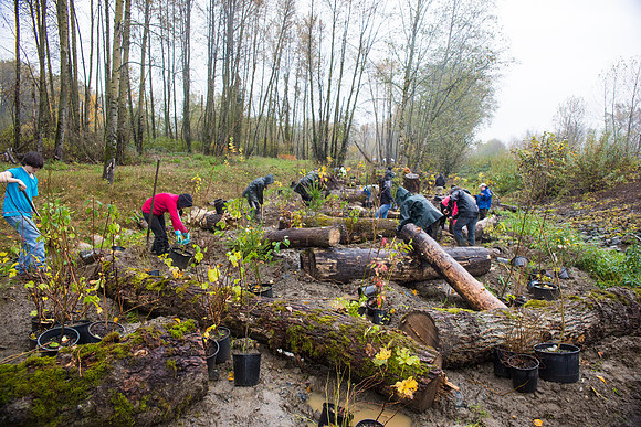 TRESTLE PLANTING - BROWNLANDS WETLAND RESTORATION PROJECT - Sombilon Photography-197