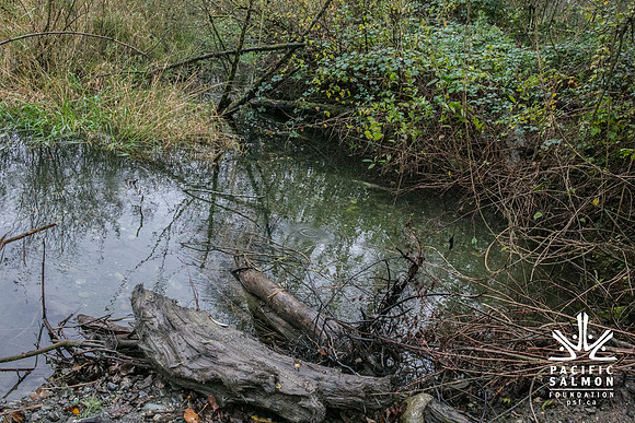 TRESTLE PLANTING - BROWNLANDS WETLAND RESTORATION PROJECT - Sombilon Photography-53