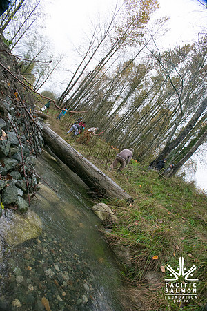 TRESTLE PLANTING - BROWNLANDS WETLAND RESTORATION PROJECT - Sombilon Photography-93