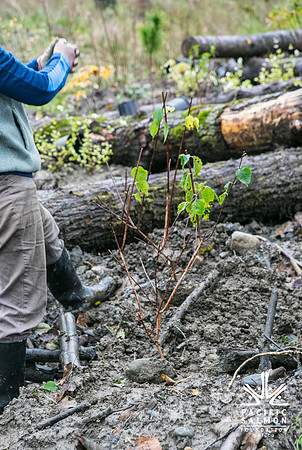 TRESTLE PLANTING - BROWNLANDS WETLAND RESTORATION PROJECT - Sombilon Photography-111