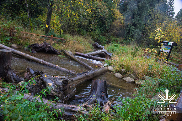 TRESTLE PLANTING - BROWNLANDS WETLAND RESTORATION PROJECT - Sombilon Photography-178