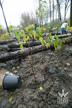 TRESTLE PLANTING - BROWNLANDS WETLAND RESTORATION PROJECT - Sombilon Photography-123