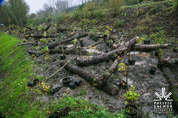 TRESTLE PLANTING - BROWNLANDS WETLAND RESTORATION PROJECT - Sombilon Photography-19