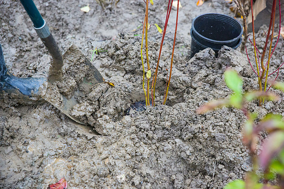 TRESTLE PLANTING - BROWNLANDS WETLAND RESTORATION PROJECT - Sombilon Photography-213