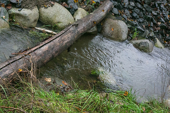 TRESTLE PLANTING - BROWNLANDS WETLAND RESTORATION PROJECT - Sombilon Photography-25