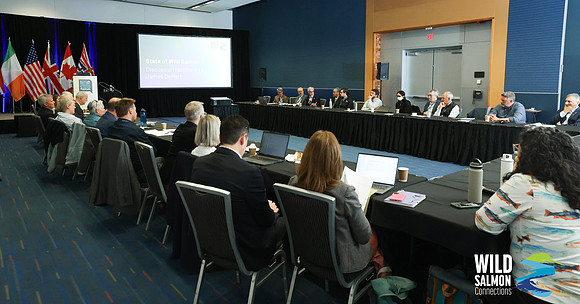 I - Wild Salmon Connections -PSF-175