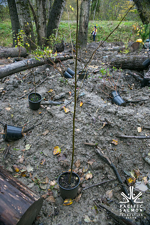 TRESTLE PLANTING - BROWNLANDS WETLAND RESTORATION PROJECT - Sombilon Photography-110