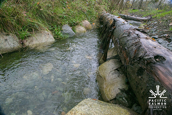 TRESTLE PLANTING - BROWNLANDS WETLAND RESTORATION PROJECT - Sombilon Photography-100