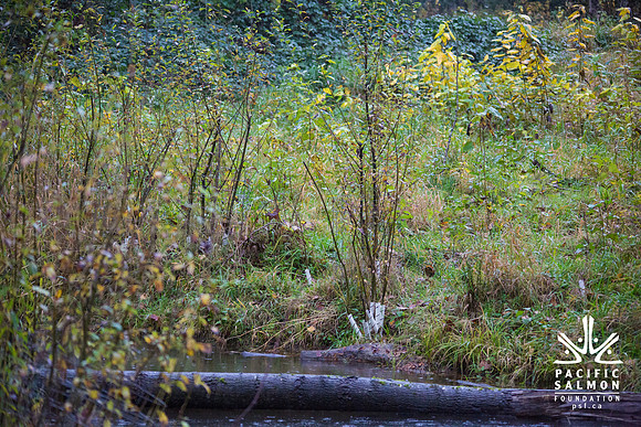 TRESTLE PLANTING - BROWNLANDS WETLAND RESTORATION PROJECT - Sombilon Photography-191