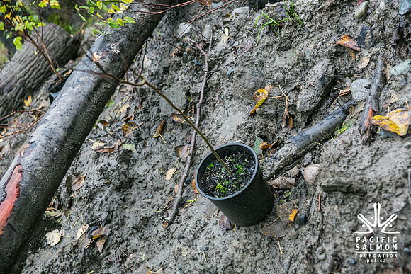 TRESTLE PLANTING - BROWNLANDS WETLAND RESTORATION PROJECT - Sombilon Photography-109