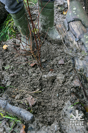 TRESTLE PLANTING - BROWNLANDS WETLAND RESTORATION PROJECT - Sombilon Photography-119