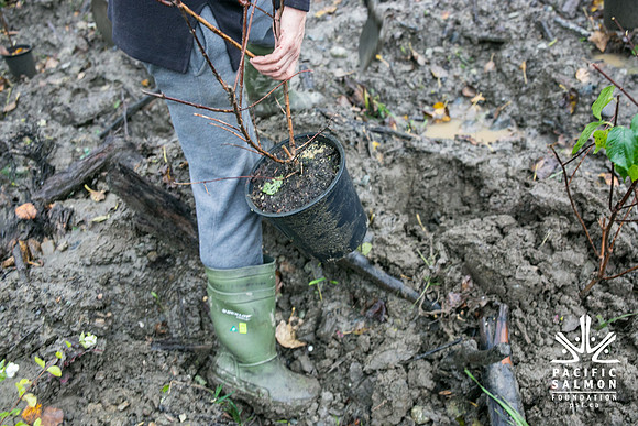 TRESTLE PLANTING - BROWNLANDS WETLAND RESTORATION PROJECT - Sombilon Photography-122