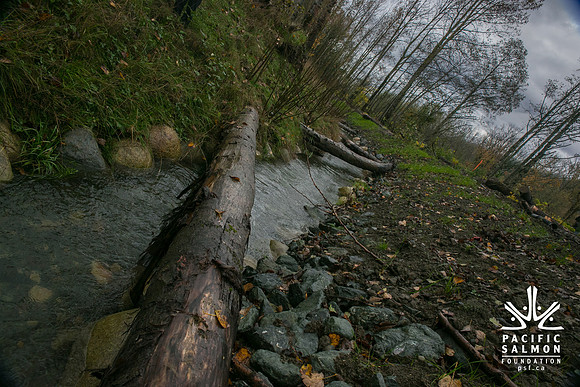 TRESTLE PLANTING - BROWNLANDS WETLAND RESTORATION PROJECT - Sombilon Photography-102