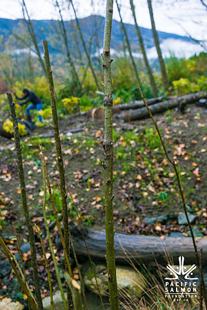 TRESTLE PLANTING - BROWNLANDS WETLAND RESTORATION PROJECT - Sombilon Photography-136