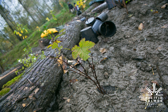 TRESTLE PLANTING - BROWNLANDS WETLAND RESTORATION PROJECT - Sombilon Photography-124