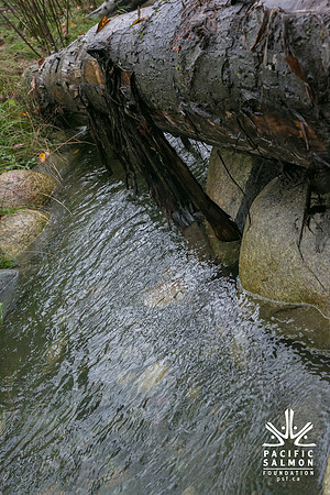 TRESTLE PLANTING - BROWNLANDS WETLAND RESTORATION PROJECT - Sombilon Photography-101