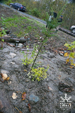 TRESTLE PLANTING - BROWNLANDS WETLAND RESTORATION PROJECT - Sombilon Photography-150
