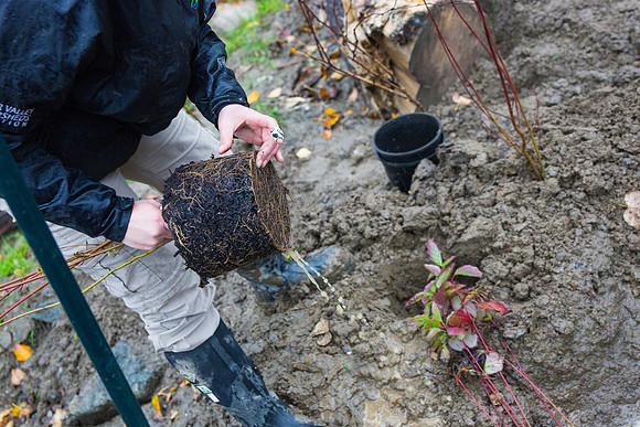 TRESTLE PLANTING - BROWNLANDS WETLAND RESTORATION PROJECT - Sombilon Photography-208