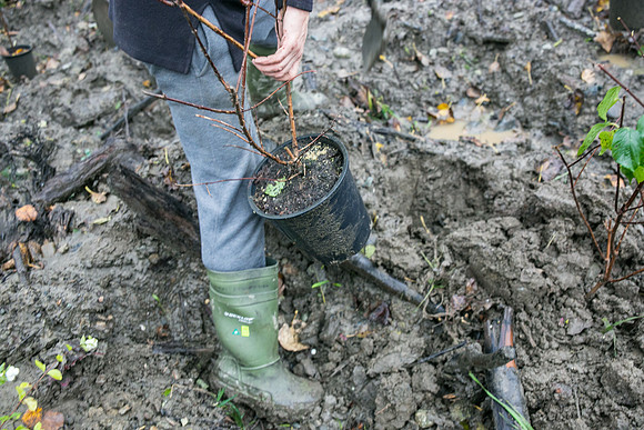 TRESTLE PLANTING - BROWNLANDS WETLAND RESTORATION PROJECT - Sombilon Photography-122